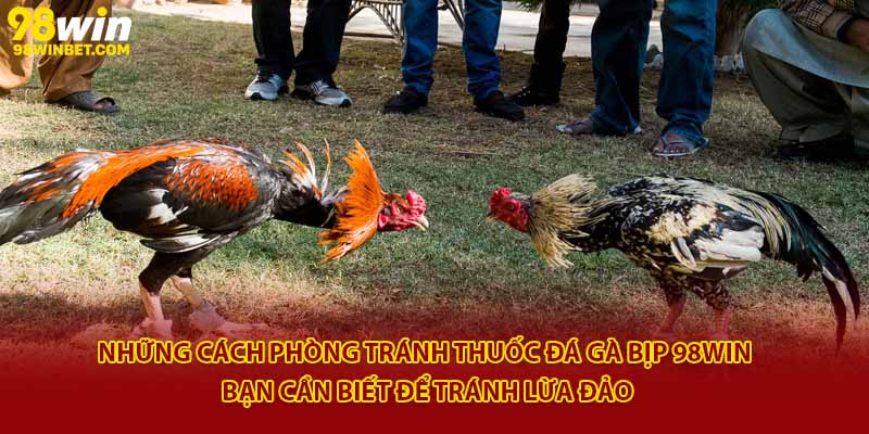 Thuốc Đá Gà Bịp 98win - Giải Mã Trò Mánh Khóe Trong Đá Gà 4 Những cách phòng tránh thuốc đá gà bịp 98Win bạn cần biết để tránh lừa đảo